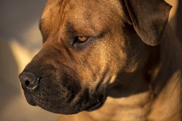 most dangerous dog breeds in the world