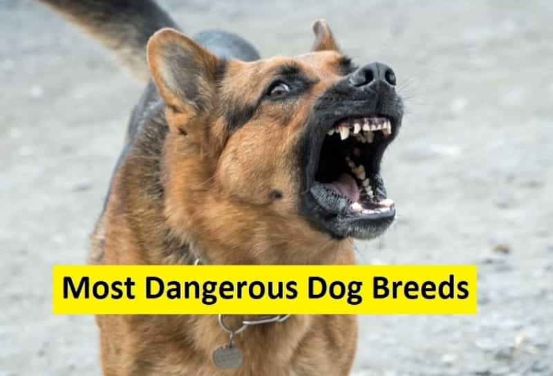 dangerous dog breeds