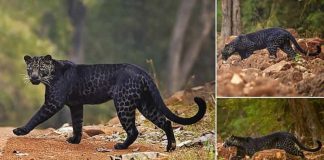 Rare BLACK leopard is spotted crossing the road