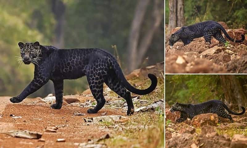 Rare BLACK leopard is spotted crossing the road