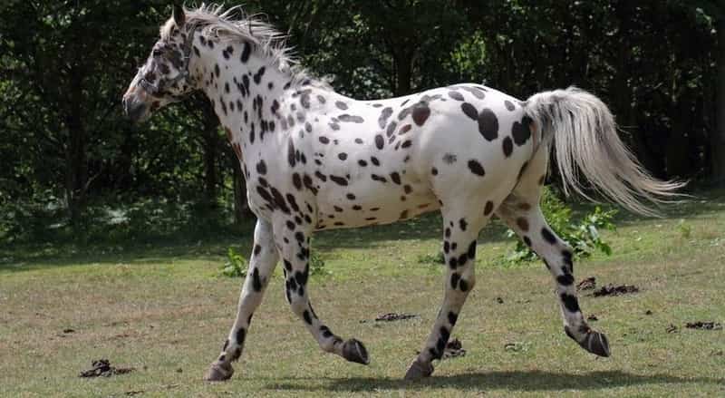 most expensive horse