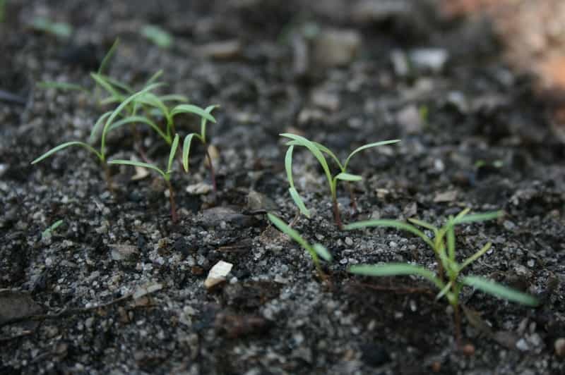 carrot sprouts