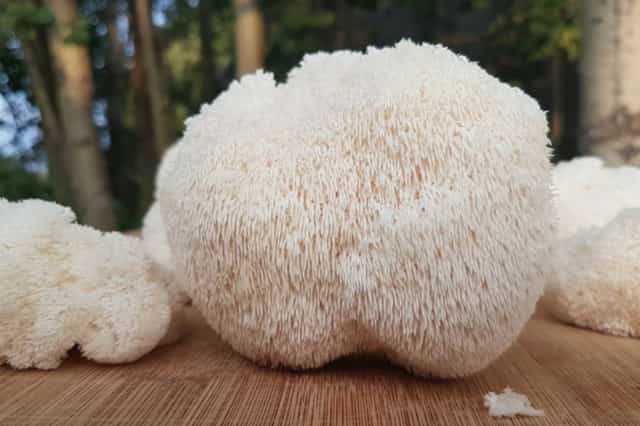 types of mushrooms