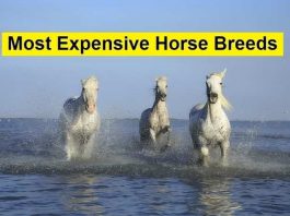 most expensive horse