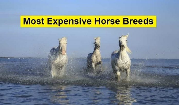 most expensive horse