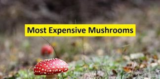 most expensive mushrooms
