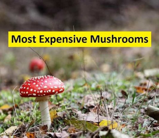 most expensive mushrooms