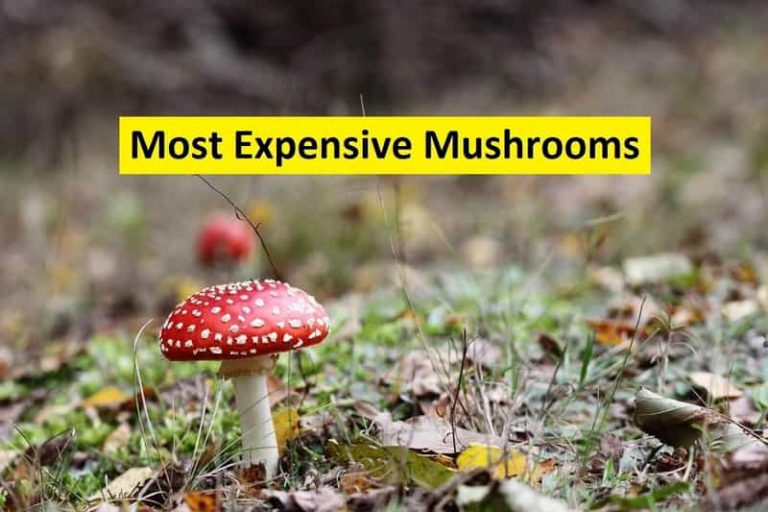 Top 10 Most Expensive Mushrooms Diversity News Magazine
