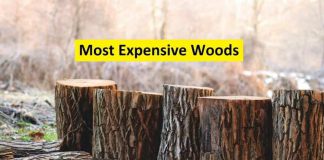 most expensive wood