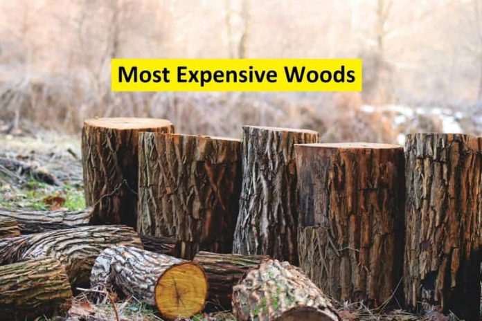 most expensive wood
