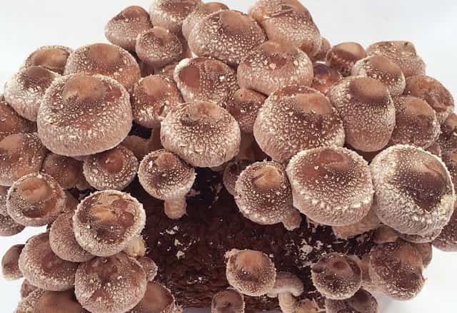 expensive mushrooms
