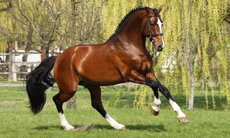 most expensive horse breed