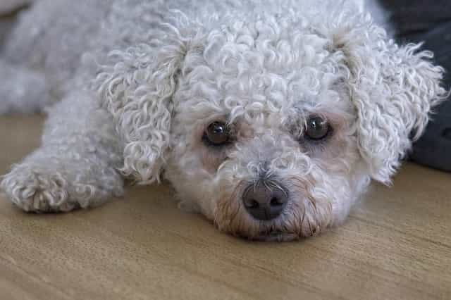 adorable fluffy dog