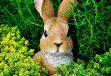 Predators Of Rabbits