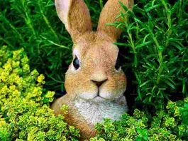 Predators Of Rabbits