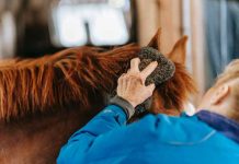 Benefits of Horse Grooming