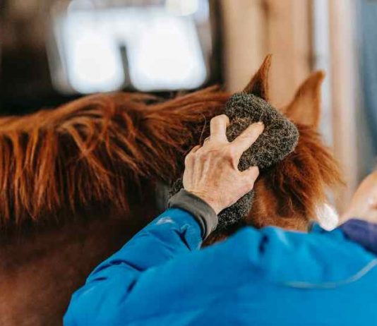 Benefits of Horse Grooming