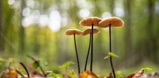 Magic Mushroom Use