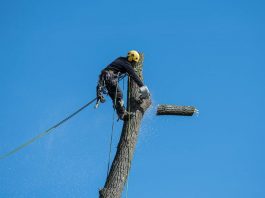 Best Tree Lopping Service