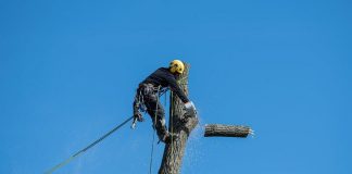 Best Tree Lopping Service