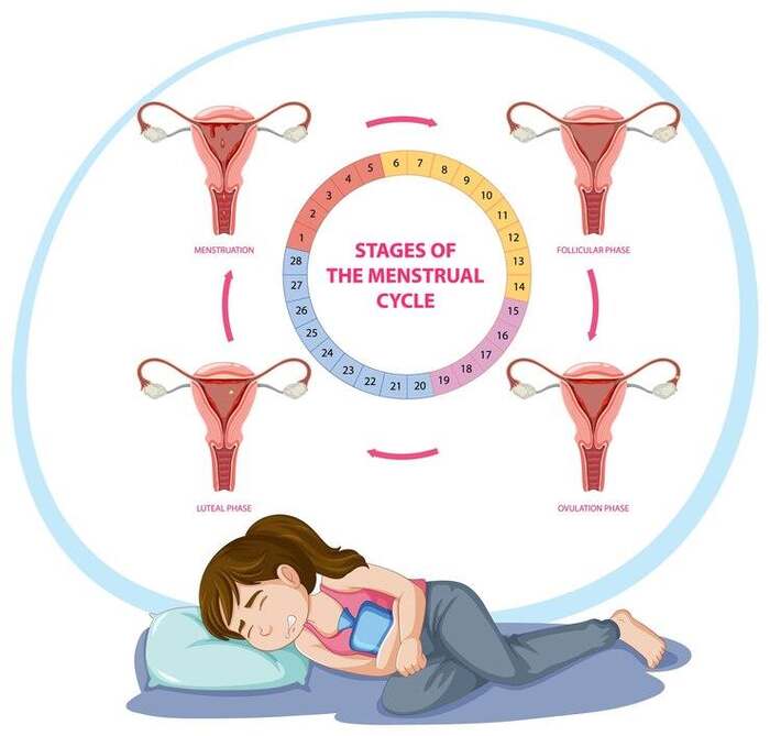Stages of Menstrual Cycle