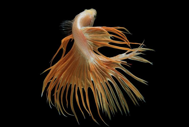 Beauty of Elephant Ear Male Betta