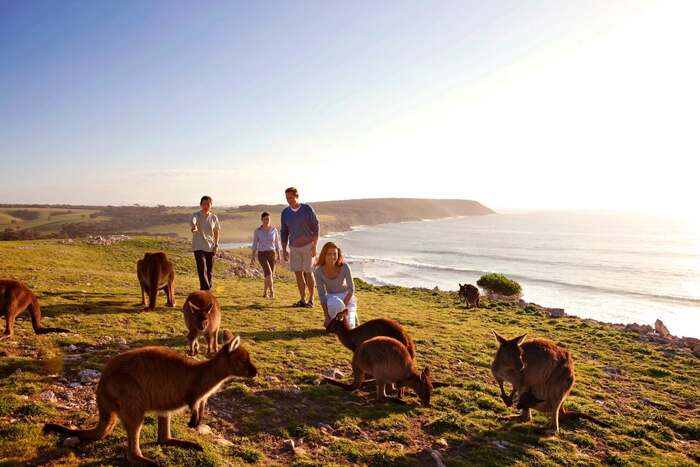 5 Responsible Wildlife Experiences in Australia and NZ Wildlife Experiences in Australia and NZ