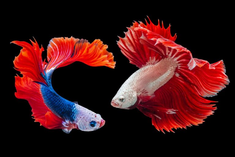 Betta Fish with Unique Fins